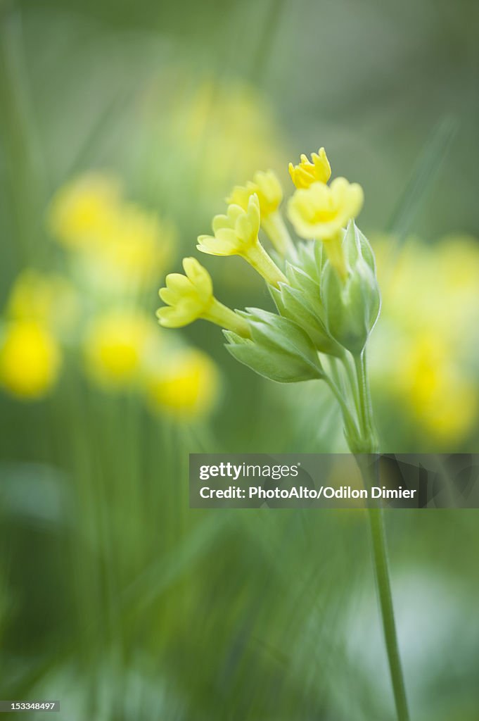 Cowslip (Primula veris)