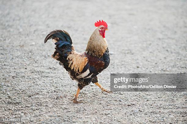 rooster walking on gravel - roosters stock pictures, royalty-free photos & images