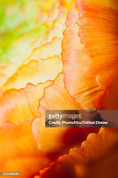 ranunculus flower head, extreme close-up - macrophotographie photos et images de collection