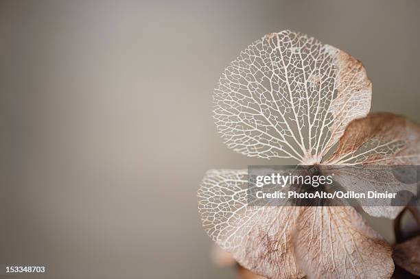 physalis husk - nervura de folha - fotografias e filmes do acervo