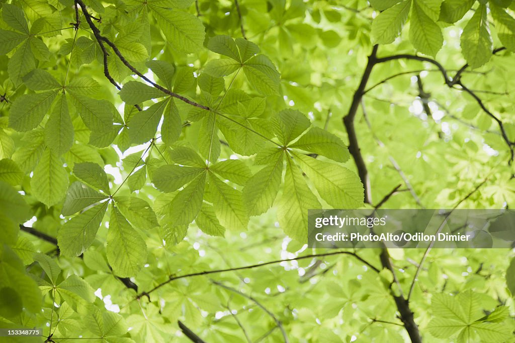 Chestnut tree foliage, full frame