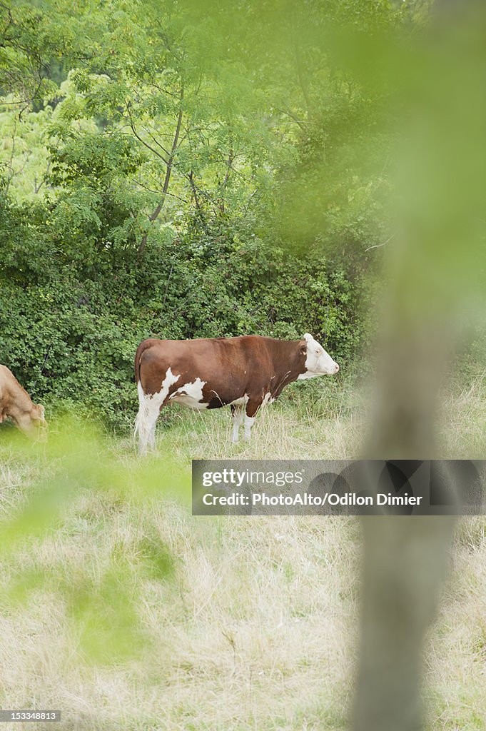 Cows in pasture