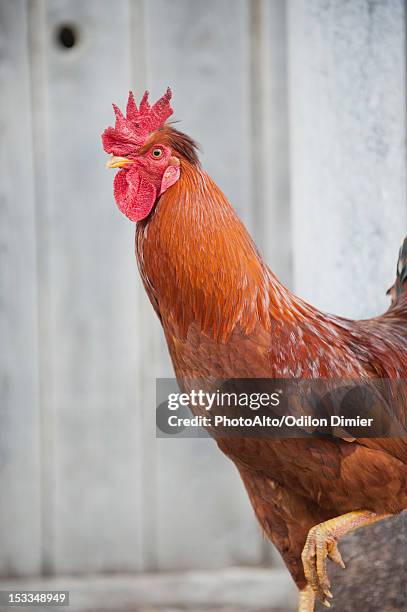 Chicken On One Leg Photos and Premium High Res Pictures - Getty Images