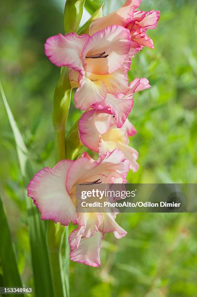 pink gladiolus flowers - gladiolus fotografías e imágenes de stock