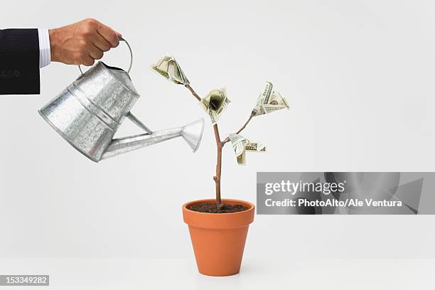 businessman watering potted money tree, cropped - watering pot stock pictures, royalty-free photos & images