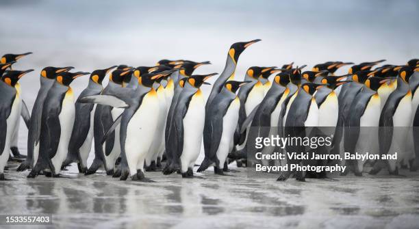 beautiful scene of king penguin on beach against blue ocean on east falklands island - east falkland island stock-fotos und bilder