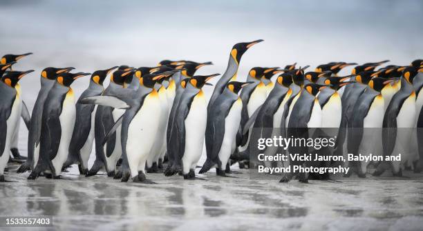 beautiful scene of king penguin on beach against blue ocean on east falklands island - volunteer point stock pictures, royalty-free photos & images