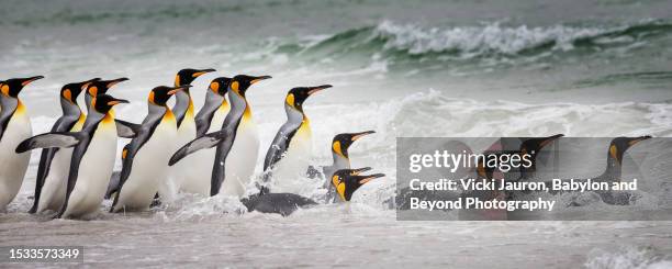 king penguins about to head into waves at volunteer point, falkland islands - volunteer point stock pictures, royalty-free photos & images