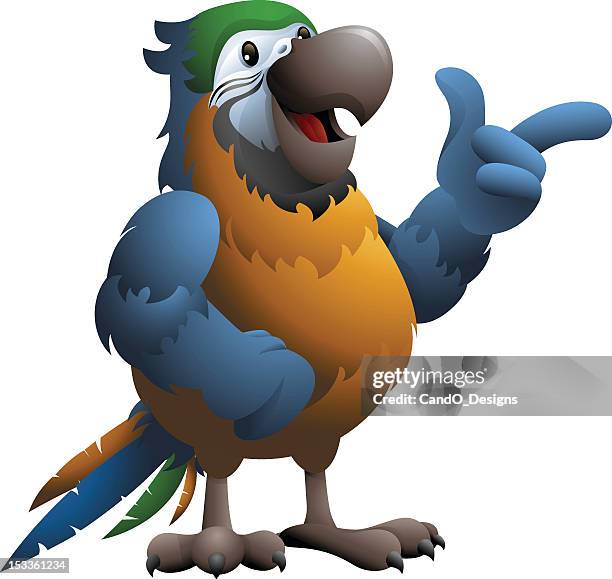 blue and gold macaw: pointing - gold and blue macaw stock illustrations