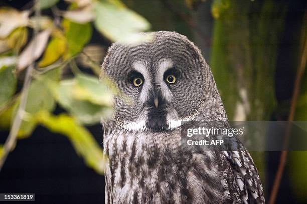 Great Grey Owl stares at the photographer during the World Animal Day on October 4, 2012 at Korkeasaari Zoo in Helsinki, Finland. AFP PHOTO /...