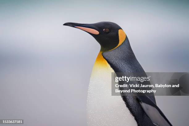85 Blue Penguin Close Up Stock Photos, High-Res Pictures, and