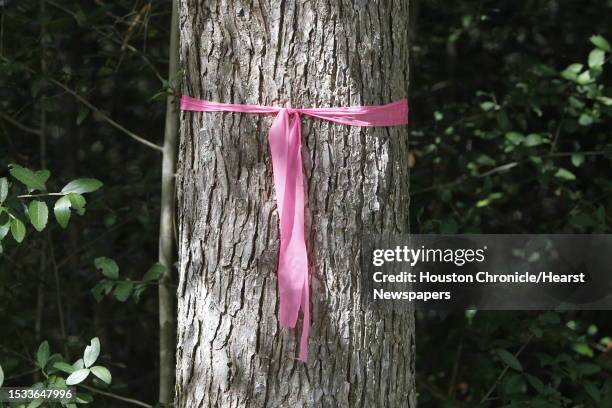 Tree Ribbon Trail 118 Houston Arboretum And Nature Center Stock Photos, High-Res Pictures ...