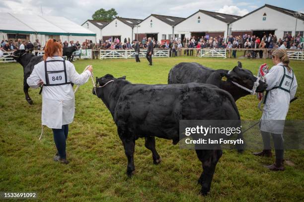 Cattle are paraded around the judging arena during the first day of the 164th Great Yorkshire Show on July 11, 2023 in Harrogate, England. Held at...