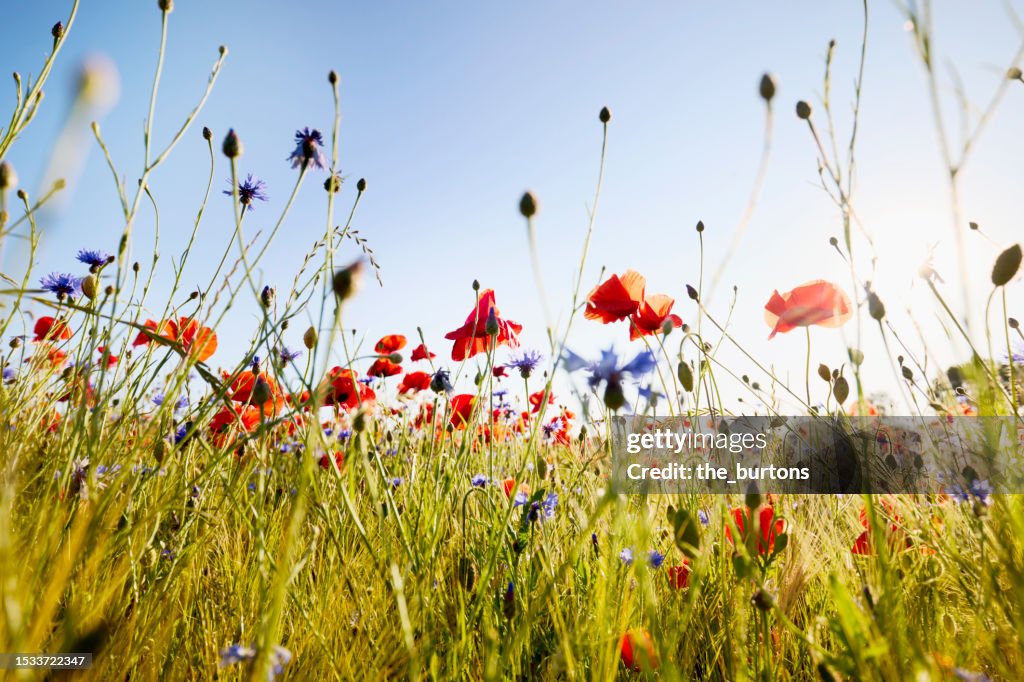 Poppies and cornflowers at agricultural field against sun and blue sky
