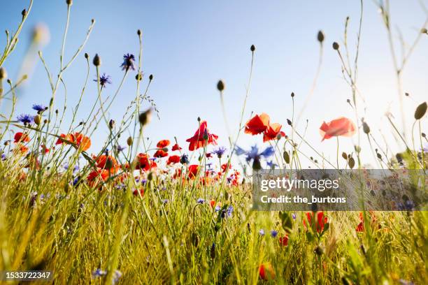 poppies and cornflowers at agricultural field against sun and blue sky - fiore di campo foto e immagini stock