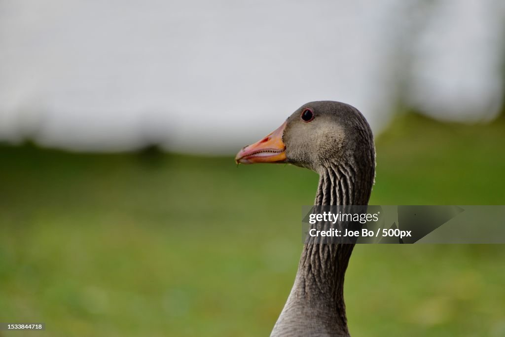 Close-up of goose