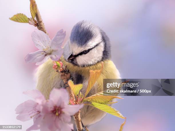 close-up of songbluetit perching on flower - vår fotografías e imágenes de stock