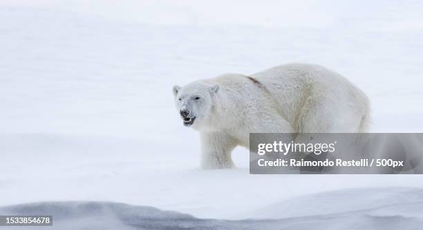 a polar bear - polar bear bildbanksfoton och bilder