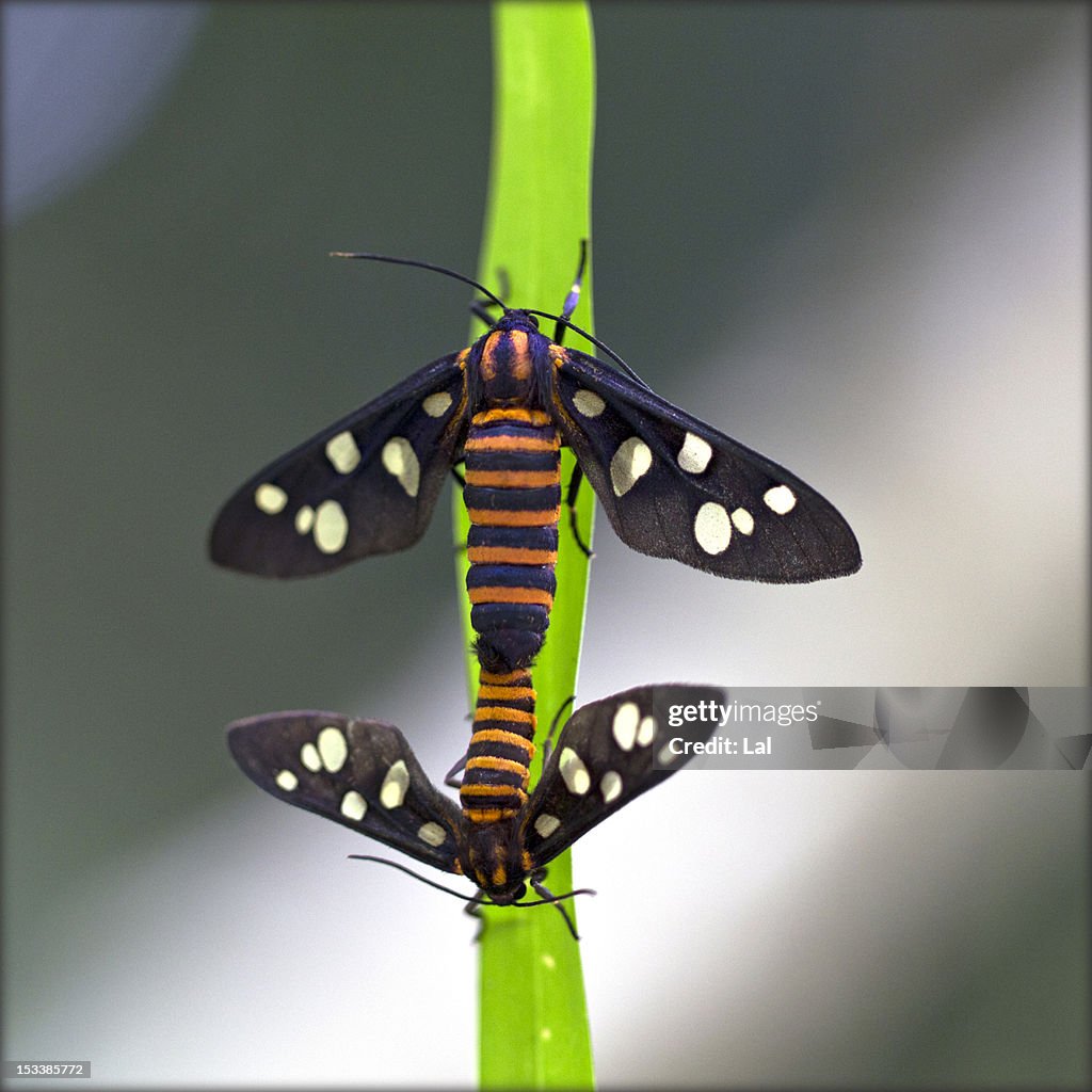 India. Serenade on a blade of grass..