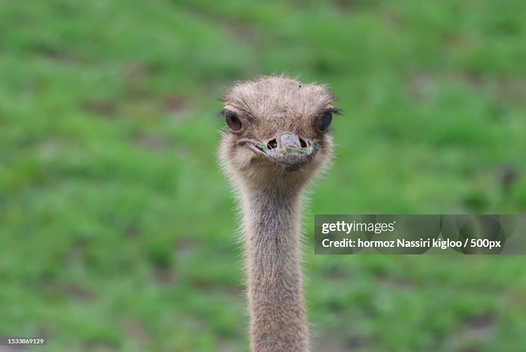 Close-up portrait of ostrich,Mbeya Region,Tanzania
