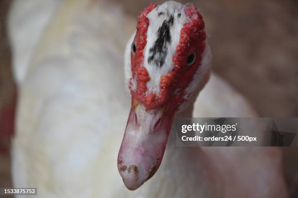 110 White Muscovy Duck Stock Photos, High-Res Pictures, and Images