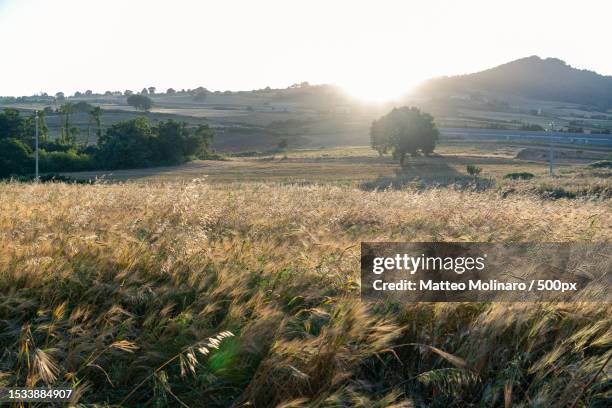 scenic view of field against clear sky,molise,italy - molise stock-fotos und bilder