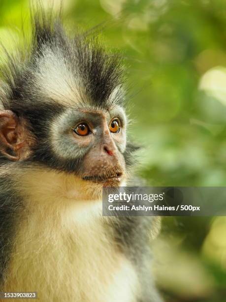 close-up of langur looking away - funny looking monkeys stock pictures, royalty-free photos & images