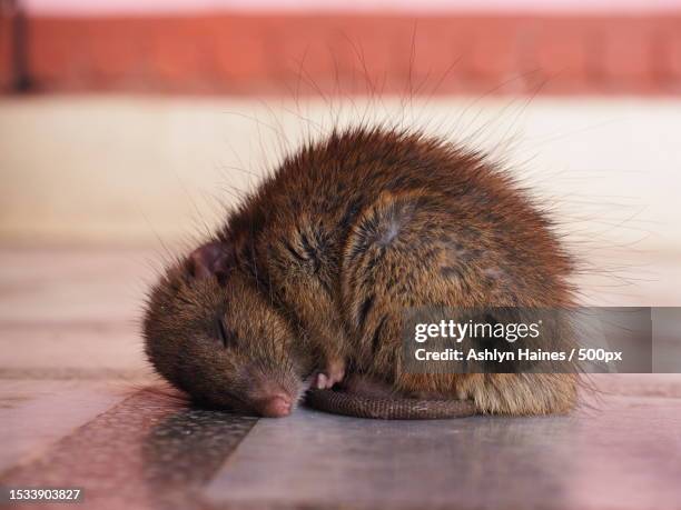 close-up sleeping mouse in temple - rats nest stock pictures, royalty-free photos & images