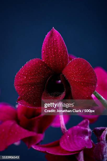 close-up of wet pink rose flower against black background,belfast,northern ireland,united kingdom,uk - clark stock pictures, royalty-free photos & images