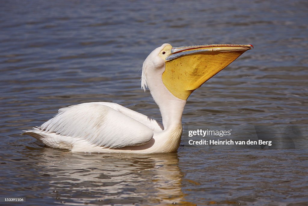 Great White Pelican, Namaqualand, South Africa