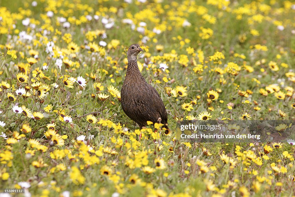 Namaqualand, South Africa