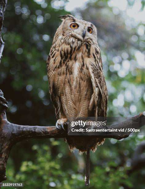 low angle view of screech eagle owl perching on branch - eurasian eagle owl stock pictures, royalty-free photos & images