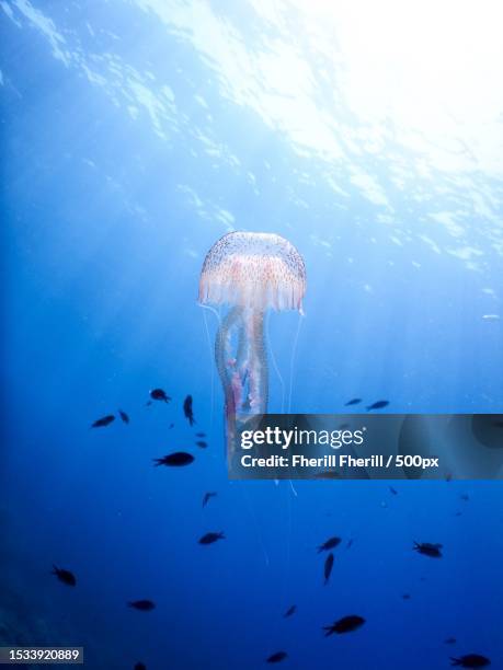 low angle view of fish swimming in sea - méduse pélagique photos et images de collection