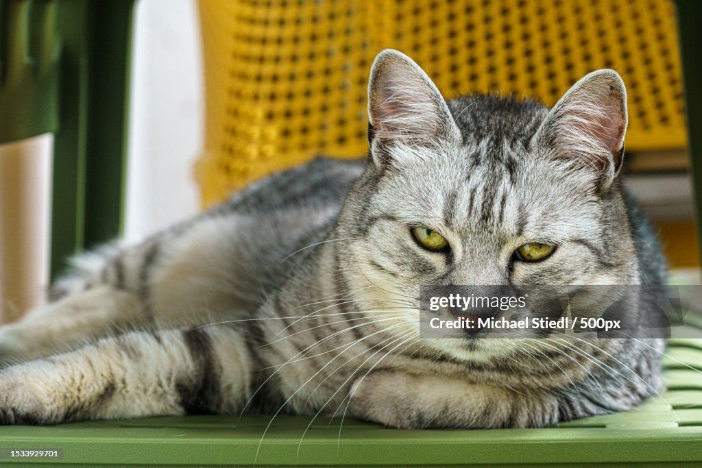 Close-up portrait of a cat