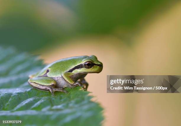 close-up of tree european tree frog on leaf - tree frog stock pictures, royalty-free photos & images