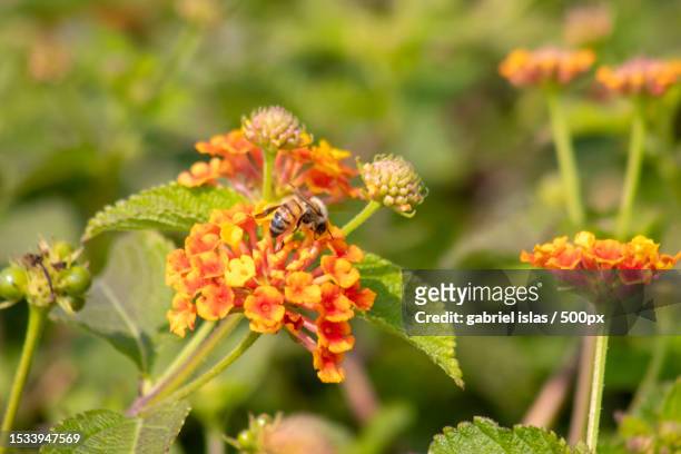close-up of insects on plant,los angeles,california,united states,usa - honey bee stock pictures, royalty-free photos & images