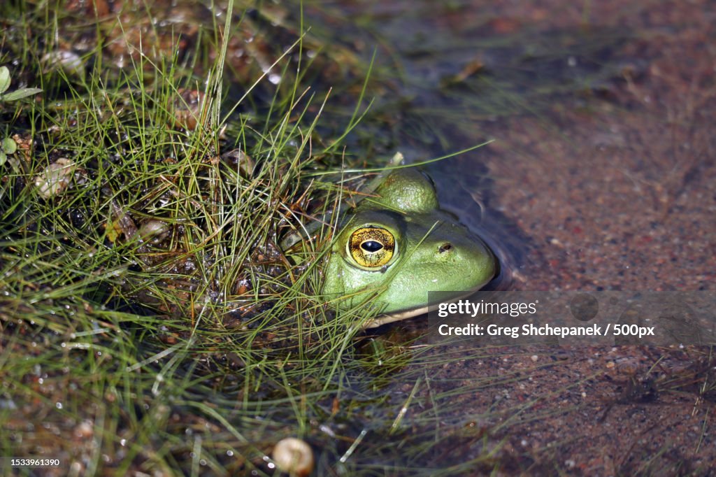 Bullfrog Cheek Closeup Of Bullfrog In Lake High-Res Stock Photo - Getty Images