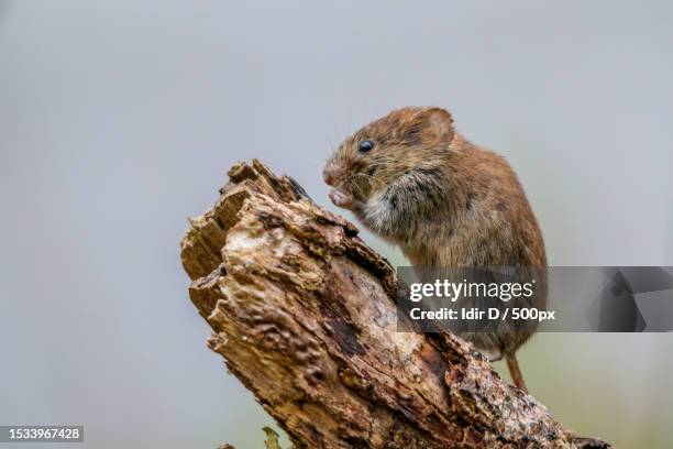 close-up of squirrel on tree trunk - volea stock pictures, royalty-free photos & images