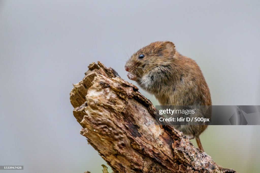 Close-up of squirrel on tree trunk