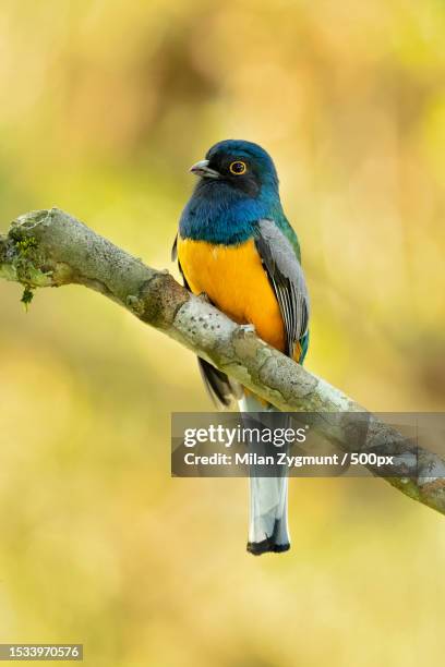 close-up of superb starling perching on branch,brazil - songbird stock pictures, royalty-free photos & images