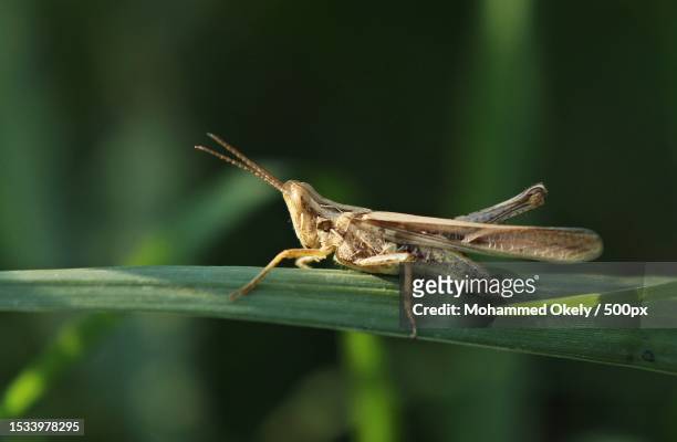 close-up of grasshopper on plant,egypt - grasshopper stock pictures, royalty-free photos & images