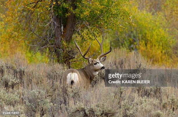 Mule deer in the brush October 4, 2012 in the Grand Teton National Park in northwestern Wyoming. Approximately 310,000 acres in size, the park...