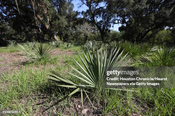 Palm plants are native to the Nature Conservancy are photographed Tuesday, Sept. 19, 2016. The Nature Conservancy has gotten a $14 million donation...