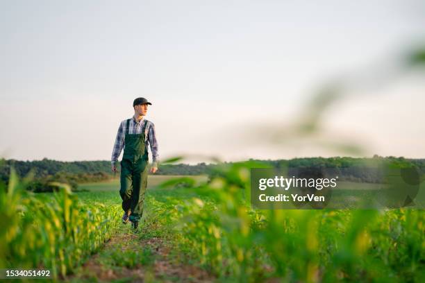 young farmer with cap walking in his corn field - may 19 stock pictures, royalty-free photos & images