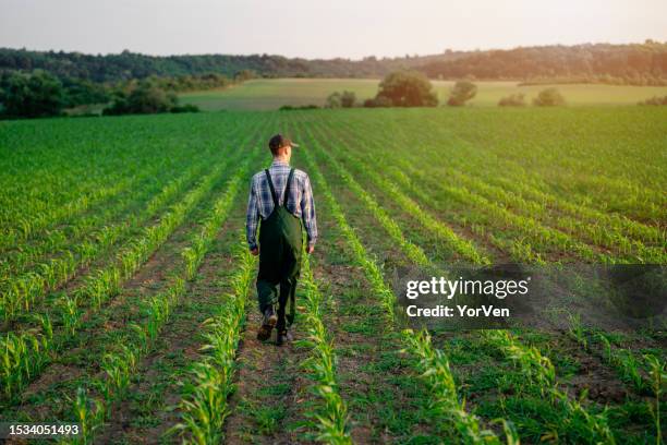 rear view of young farmer walking in his corn field - may 19 stock pictures, royalty-free photos & images