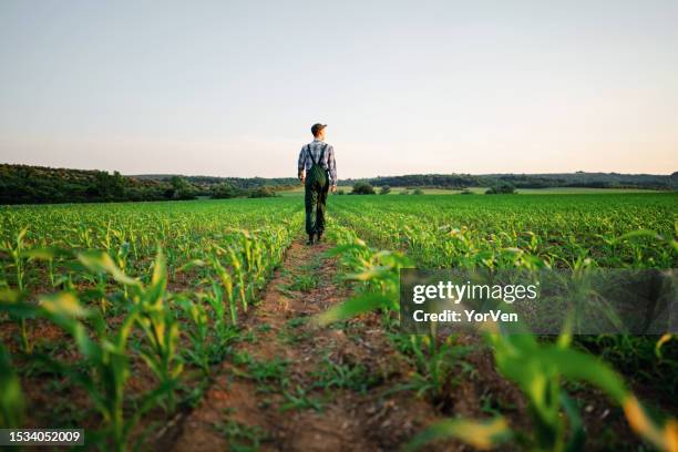 rear view of young farmer walking in his corn field - may 19 stock pictures, royalty-free photos & images