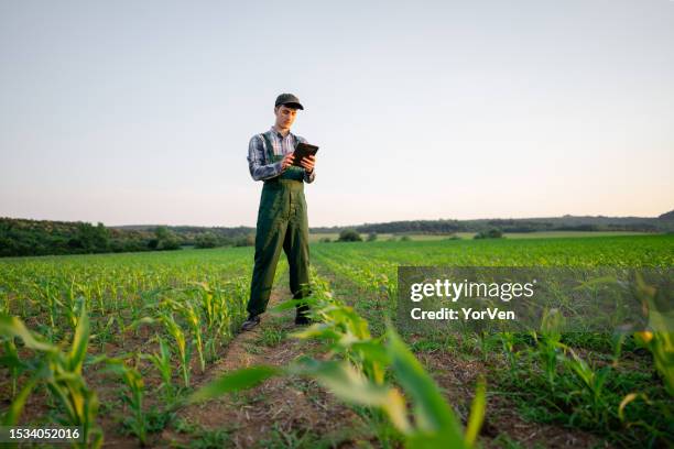 young farmer working with a tablet in his corn field - may 19 stock pictures, royalty-free photos & images
