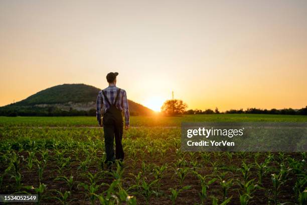 young farmer walking in his corn field during the sunset - may 19 stock pictures, royalty-free photos & images
