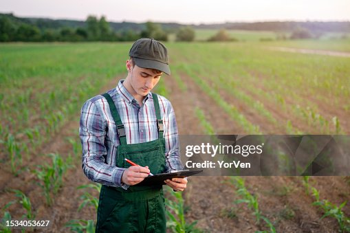 Young male agronomist with a clipboard analyzing corn crops