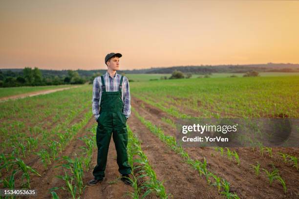 young farmer standing in corn field - may 19 stock pictures, royalty-free photos & images